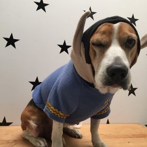 Saco Mr Spock para perro geek